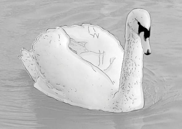 black and white image of a swan floated on a lake